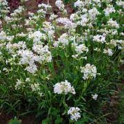 Lychnis Snow Cloud - Herbaceous - Windyridge Garden Centre