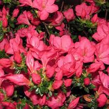 Rhododendron (Aj) Anouk - Shrubs - Windyridge Garden Centre