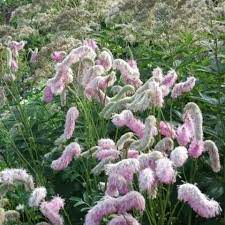 Sanguisorba Pink Brushes