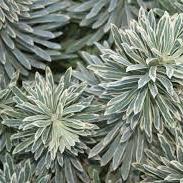 Euphorbia Char. Silver Swan - Herbaceous - Windyridge Garden Centre