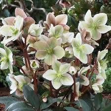 Helleborus Winter Sunshine (3 Ltr Pot)