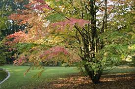 Cercidiphyllum japonicum