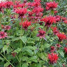 Monarda Cambridge Scarlet