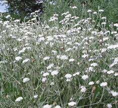 Lychnis 2L