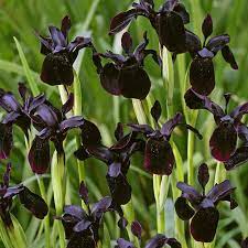 Iris chrys. Black Form