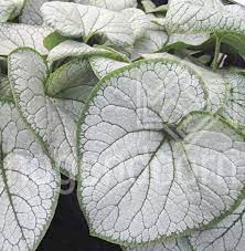 Brunnera-macr.-Silver-Heart-Planted-1