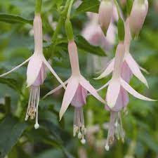 Ladys Eardrops Fuchsia Hawkshead (2Ltr Pot)