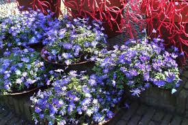 ANEMONE BLUE SHADES X 20