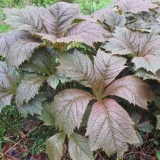 Rodgersia Braunlaub - Herbaceous - Windyridge Garden Centre