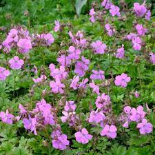 Geranium Cantabrigiense 'Westray' - Herbaceous - Windyridge Garden Centre