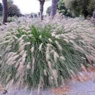 Pennisetum Alop. Hameln - Herbaceous - Windyridge Garden Centre