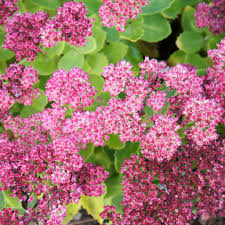 Sedum Spect. Brilliant - Herbaceous - Windyridge Garden Centre