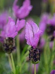 LAVANDULA s. Fairy Wings Purple