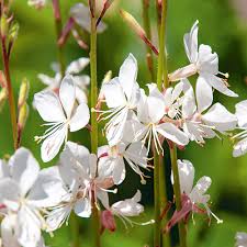 Gaura Lindheimeri Nova - Herbaceous - Windyridge Garden Centre