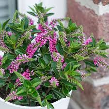 Hebe X Hyb. All Blooms Sanuka - Bedding - Windyridge Garden Centre