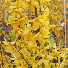 Forsythia int. Goldrausch
