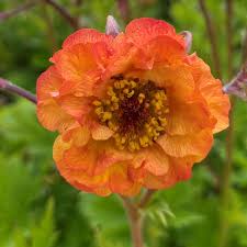 Geum Tutti Fruitti - Herbaceous - Windyridge Garden Centre