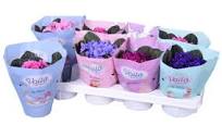 African Violet Plant Saintpaulia Creme de la Creme mix  (12cm Pot)