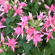 Fuchsia Walz Jubelteen bush