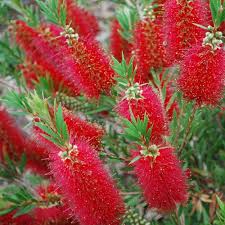 Callistemon Splendens - Shrubs - Windyridge Garden Centre