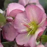 HELLEBORUS Pennys Pink