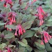 FUCHSIA Thalia