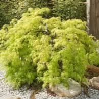 ACER diss. Viridis