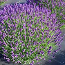 Lavandula Munstead - Grow Your Own - Windyridge Garden Centre