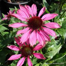 Echinacea mix  P13