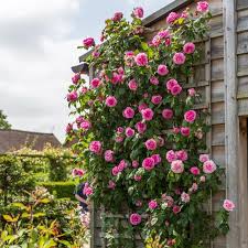 Rosa Gertrude Jekyll