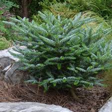 Abies Koreana Silberlocke  30-40 Cm - Shrubs - Windyridge Garden Centre