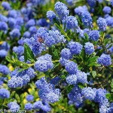 Ceanothus Concha - Shrubs - Windyridge Garden Centre