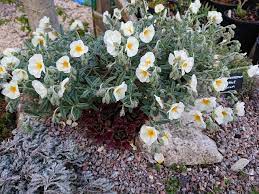 Helianthemum The Bride