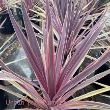 Cordyline Paso Doble - Shrubs - Windyridge Garden Centre
