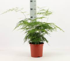 Asparagus setaceus