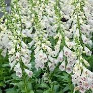 Digitalis purpurea Dalmation White