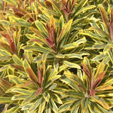 Euphorbia-Ascot-Rainbow-Plant