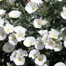 Convolvulus Cneorum - Shrubs - Windyridge Garden Centre