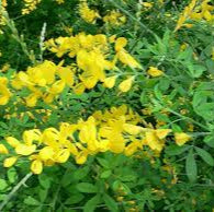 Genista spachiana