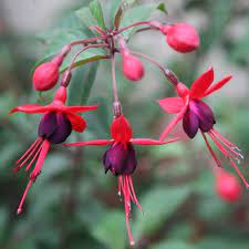 Fuchsia Mrs Popple - Shrubs - Windyridge Garden Centre