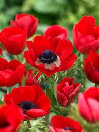 ANEMONE HOLLANDIA X 10