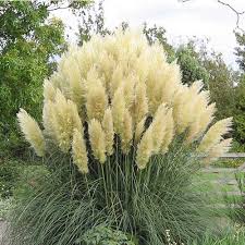 Cortaderia Sell. Ice Cool - Herbaceous - Windyridge Garden Centre