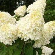 Hydrangea Pan. Silver Dollar - Shrubs - Windyridge Garden Centre