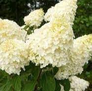 HYDRANGEA pan. Silver Dollar