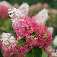 HYDRANGEA PAN. PINKY WINKY