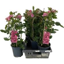 Rosa Summerville Splendid - Roses - Windyridge Garden Centre