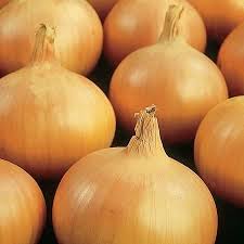 Onion Sturon (Yellow) 100 - Bulbs - Windyridge Garden Centre