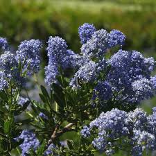 Ceanothus Blue Sapphire - Shrubs - Windyridge Garden Centre