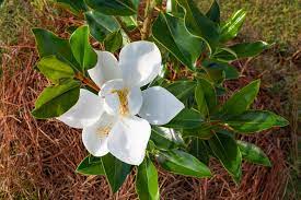 Magnolia Grand. Little Gem Clt 30   Circ. Tr. 08 + Cm  1/2 Std - Shrubs - Windyridge Garden Centre