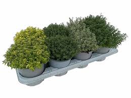 Aromatic herb mix / P14